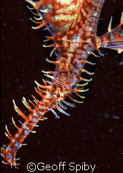 ornate ghost pipefish from KBR by Geoff Spiby 